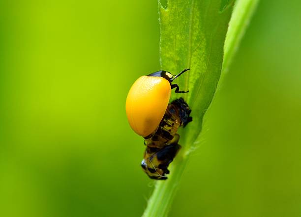 Ladybird Ladybird seven spot ladybird stock pictures, royalty-free photos & images