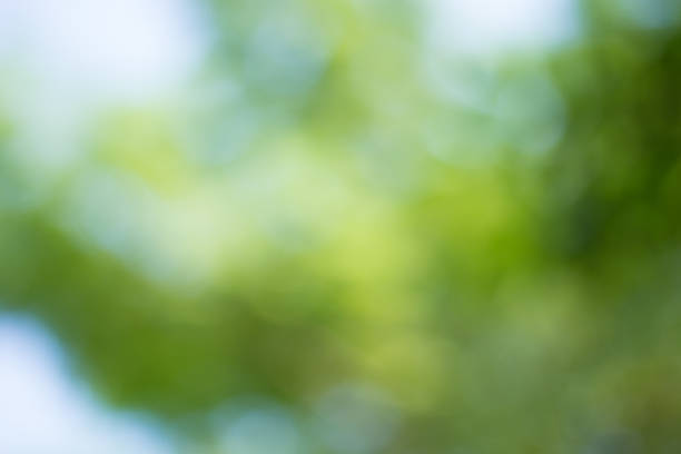 istock Abstract Green Bokeh Natural Background 502121196