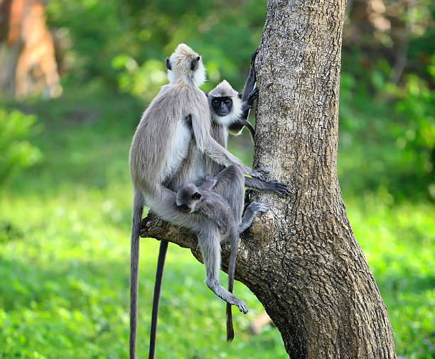istock Monkey in the living nature 502121220