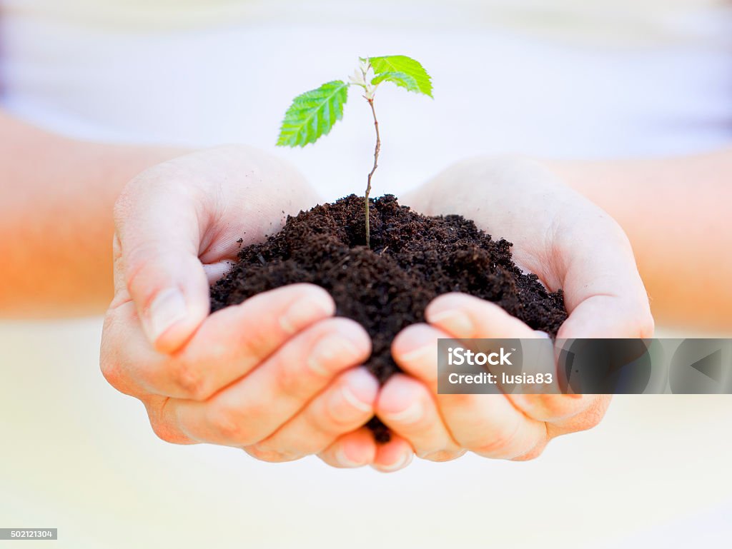little plant in hands, new life or gardening concept spring gardening 2015 Stock Photo