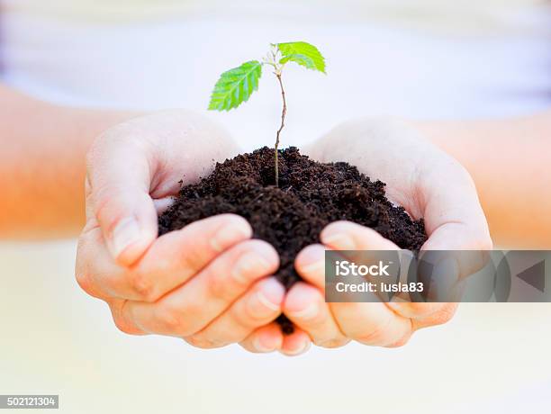 Little Plant In Hands New Life Or Gardening Concept Stock Photo - Download Image Now