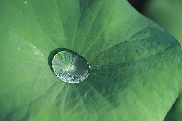 istock Drops of water on a lotus leaf 502121322
