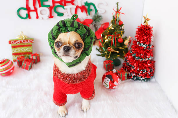 istock Dog with Christmas 502121852