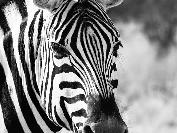 istock Close up head of zebra 502121922
