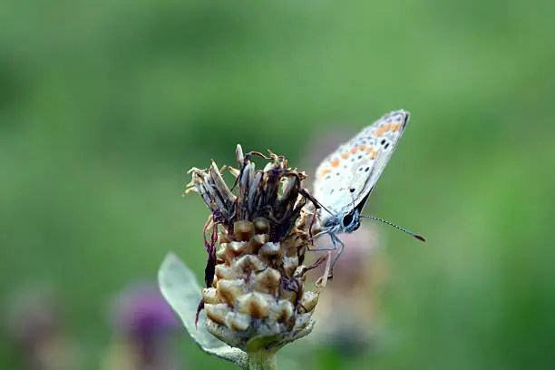 Hauhechelbläuling in the grass - butterfly