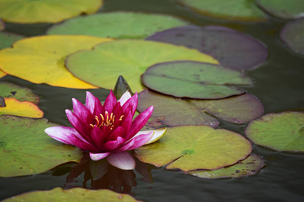 istock Pink Water Lilly on Pond 502122116