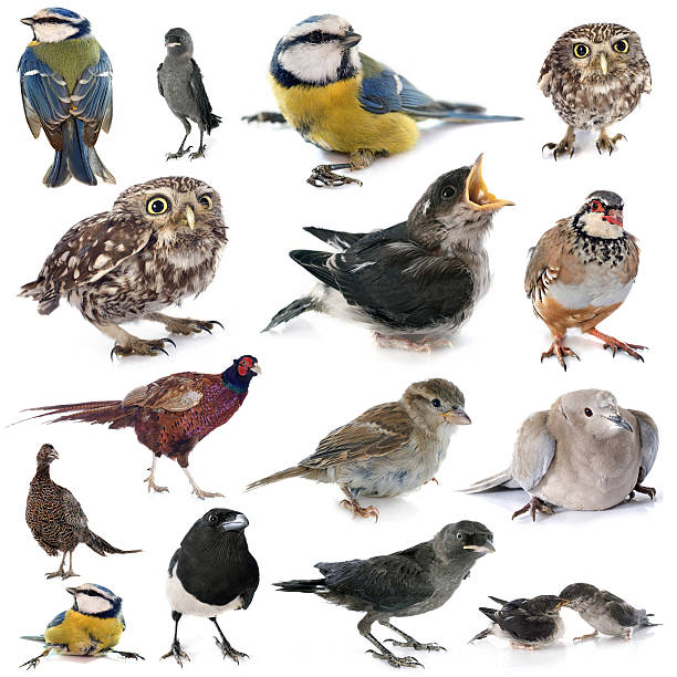 istock group of wild bird 502122310