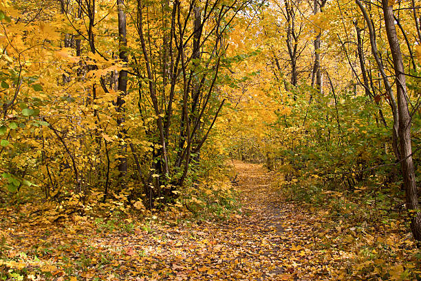 istock Path strewn with yellow leaves in autumn park 502123458