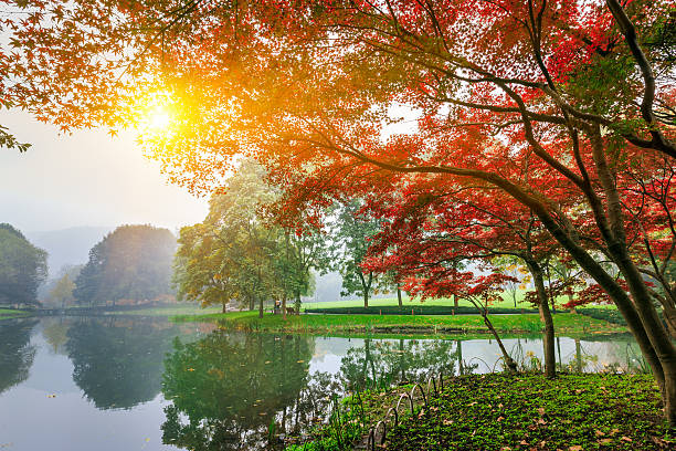 istock Park beautiful red maple leaves during Fall season 502123700