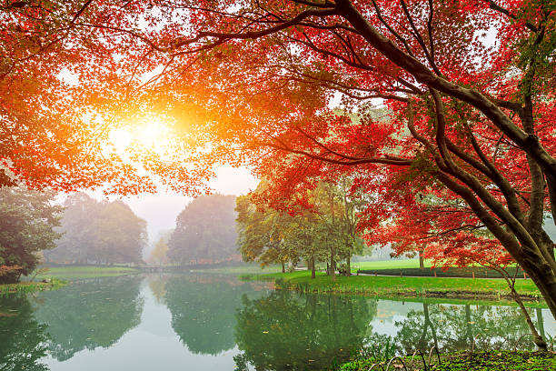 istock The park beautiful red maple leaves during Fall season 502124472