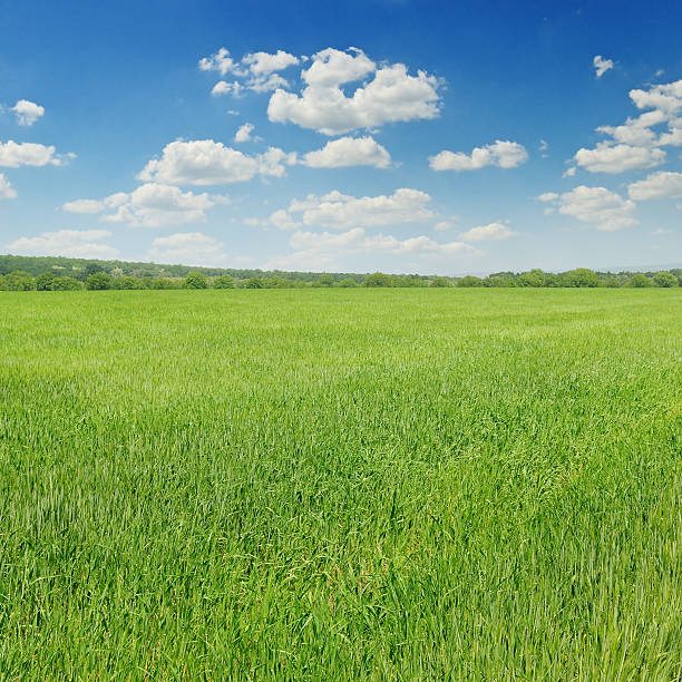 istock green field and blue sky 502127160