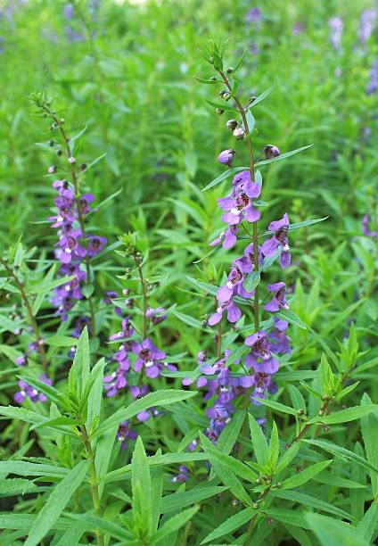 istock Blue salvia purple flowers 502127906