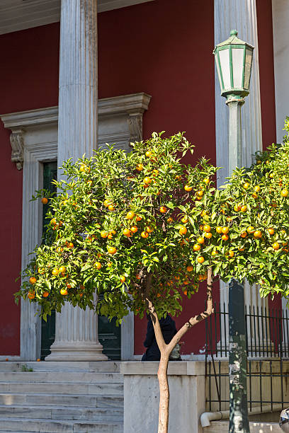 istock Tangerine tree in the city 502128996