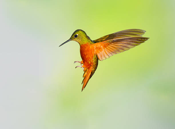 istock Hummingbird , Chestnut-breasted Coronet 502129306