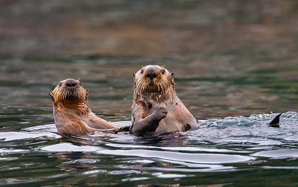 Sea Otters , British Columbia Sea Otters  sea otter stock pictures, royalty-free photos & images