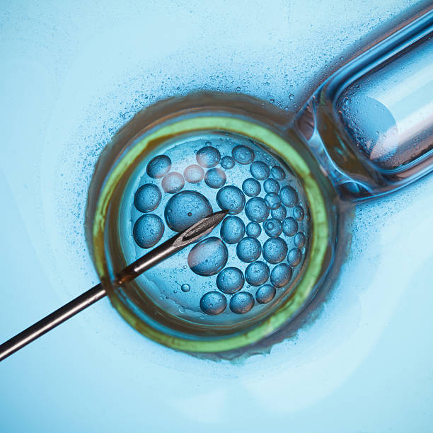 istock In vitro fertilisation 502129724