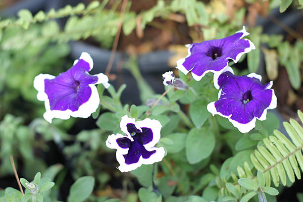 istock purple Petunia flowers 502130166