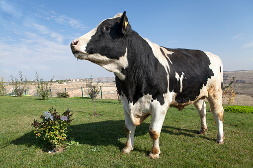 Holstein Friz Bika Felvasarlasi Ara () Holstein Friz Bika Felvasarlasi Ara