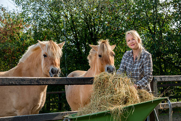 istock Woman feeding her horses 502131072