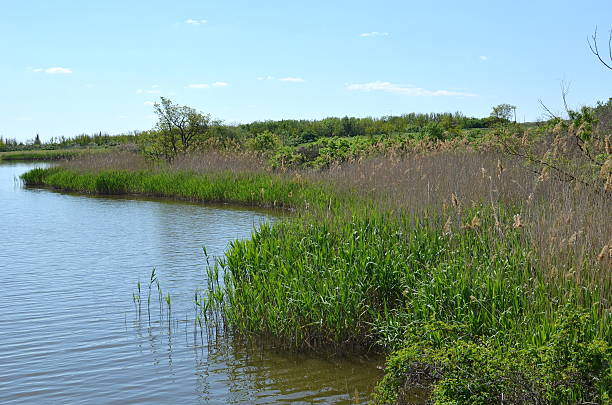 Rural lake with plants