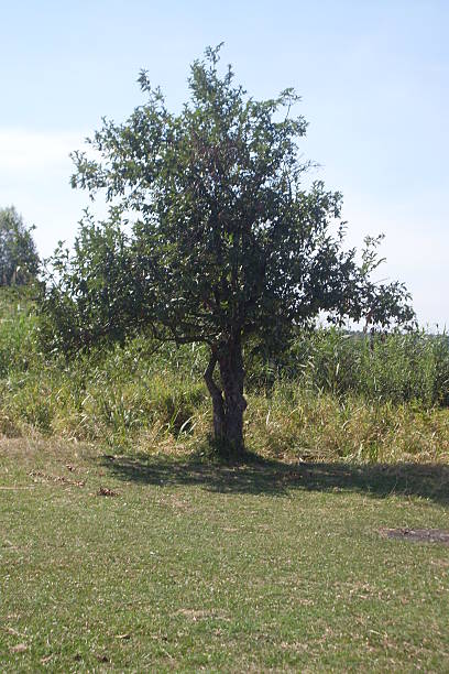 istock FIELD, lonely tree, forest, nature, summer, 502131243