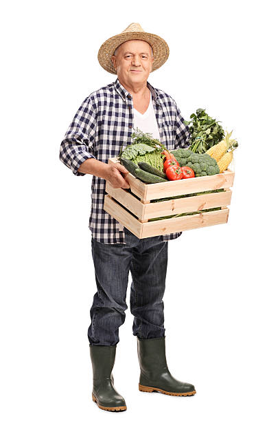 istock Mature farmer with a crate full of vegetables 502131378