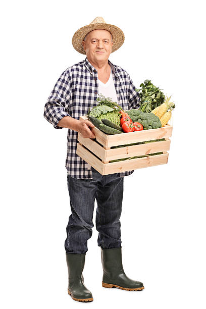 зрелые farmer with a crate, полной овощей - senior adult gardening freshness recreational pursuit стоковые фото и изображения