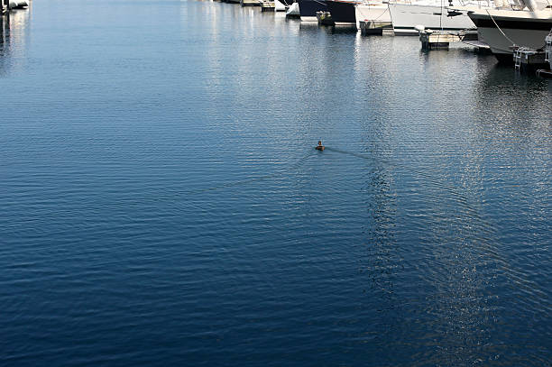 istock One duck swims in Chicago harbor between yachts.  Copy space. 502131691