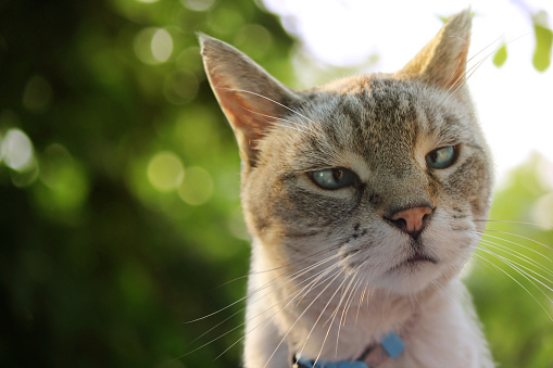 Elderly, cross-eyed Siamese tabby cat with a curious/judgmental expression on his face.