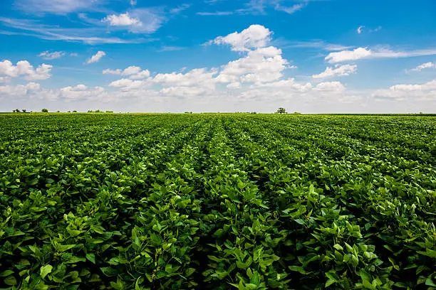 Soy crops fields