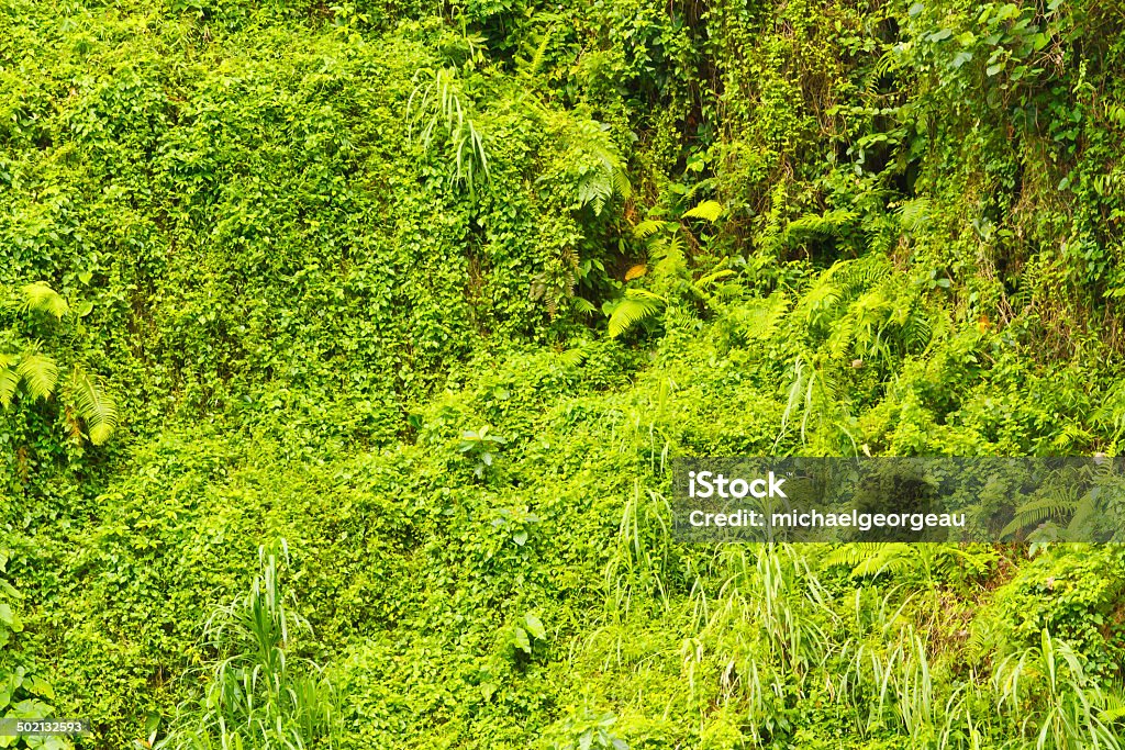 Wall of Jungle Greens Masses of thick rainforest vines and creepers completely cover a near vertical rock face Abundance Stock Photo