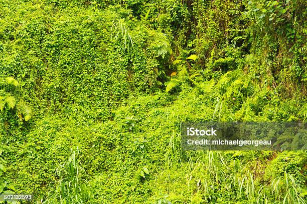 Wall Of Jungle Greens Stock Photo - Download Image Now - Abundance, Backgrounds, Bali
