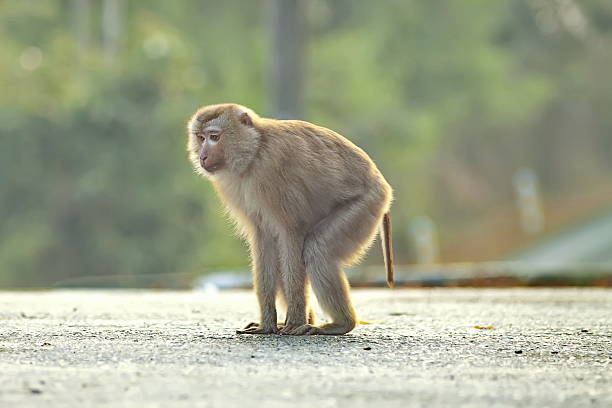 istock Monkey was walking on the road. 502133835
