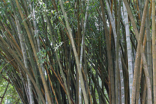 muletas de bambu gigante no jardim botânico real - abstract textured textured effect real estate imagens e fotografias de stock