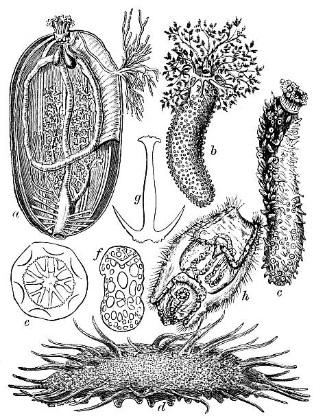 istock Antique illustration of Sea cucumbers (holoturian) 502134591
