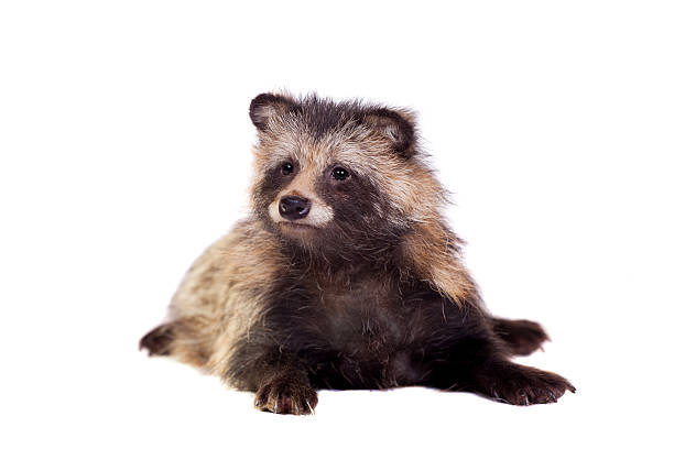 istock Raccoon Dog on white background 502134757
