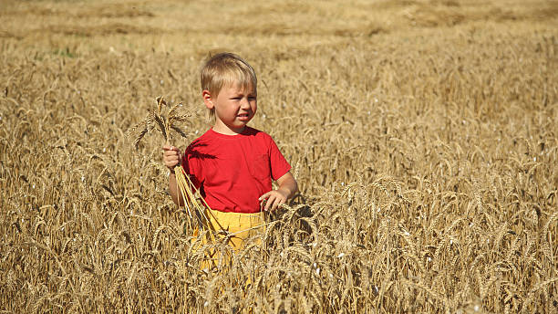 istock little boy with ears in a wheat field 502134985
