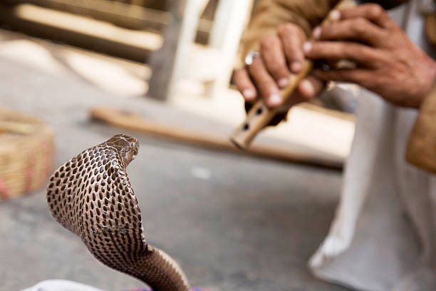 인도어 뱀 허기진 - cobra people india snake 뉴스 사진 이미지