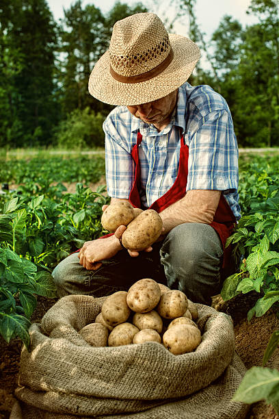 istock farmer looking his potato harvest at field row 502135437
