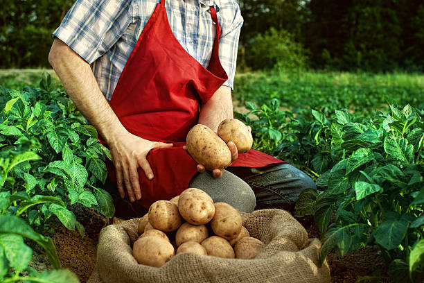 istock farmer looking his potato harvest at field row 502135441