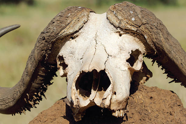istock Buffalo skull on a mound of earth 502135711