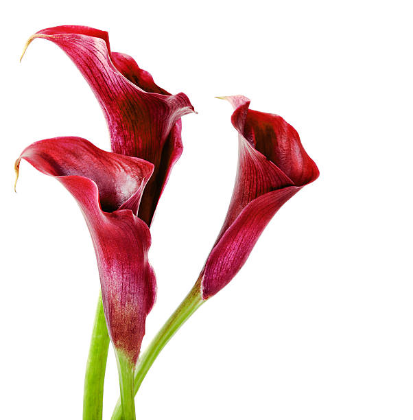 calla lilies stock photo
