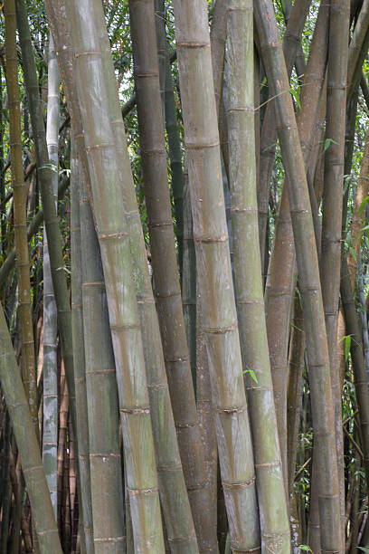 muletas de bambu gigante no jardim botânico real - abstract textured textured effect real estate imagens e fotografias de stock