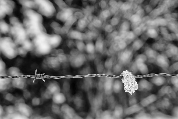 amas 공제율 neige sur un fil barbelé - european alps wooden post barbed wire frost 뉴스 사진 이미지