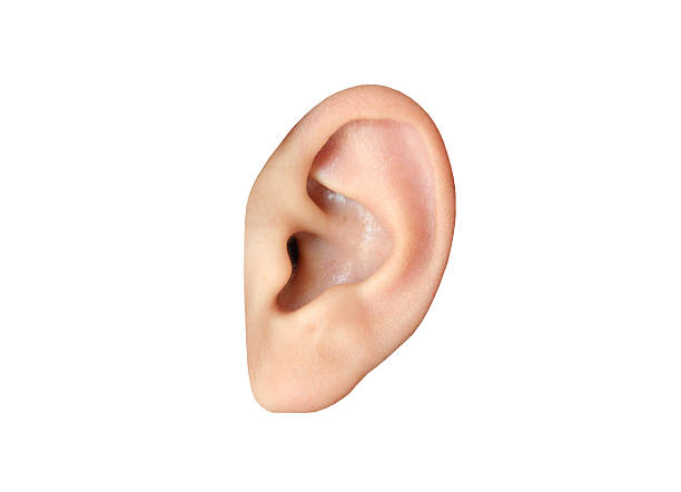 Human ear closeup Human ear closeup isolated on white background ear photos stock pictures, royalty-free photos & images