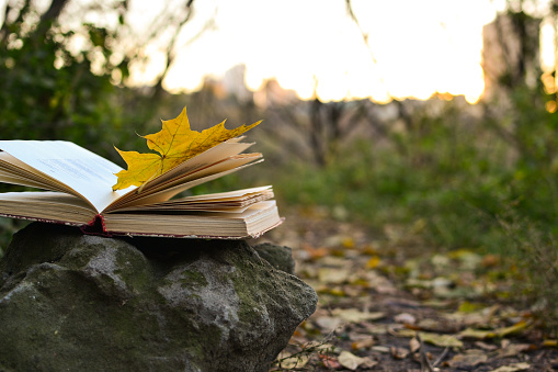 Open book outdoors on a stone with fallen leaf on it