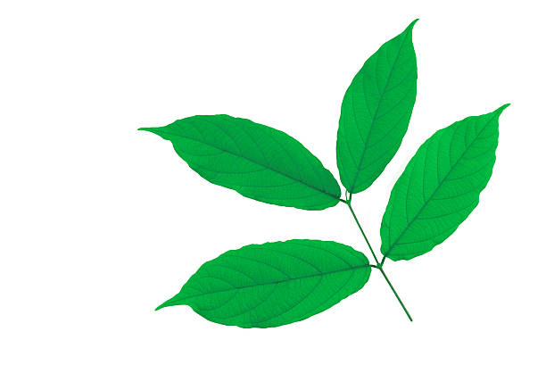 istock Green leaves isolated on white background. Clipping path 502149582