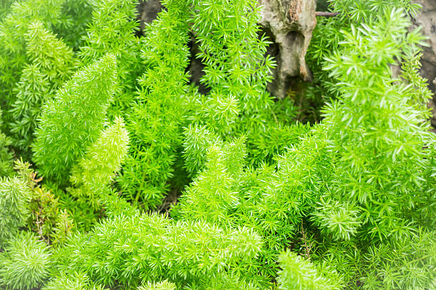 istock Minimal garden with variety tropical plant 502150418