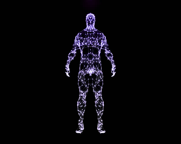 istock Digital illustration of human body 502150694