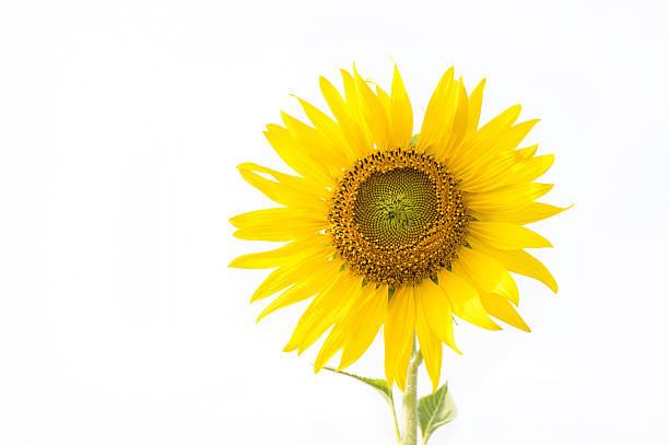 istock field of blooming sunflowers 502151640